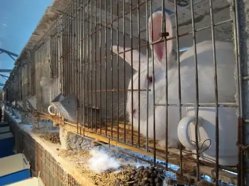 furry angora rabbits bring rural county out of poverty