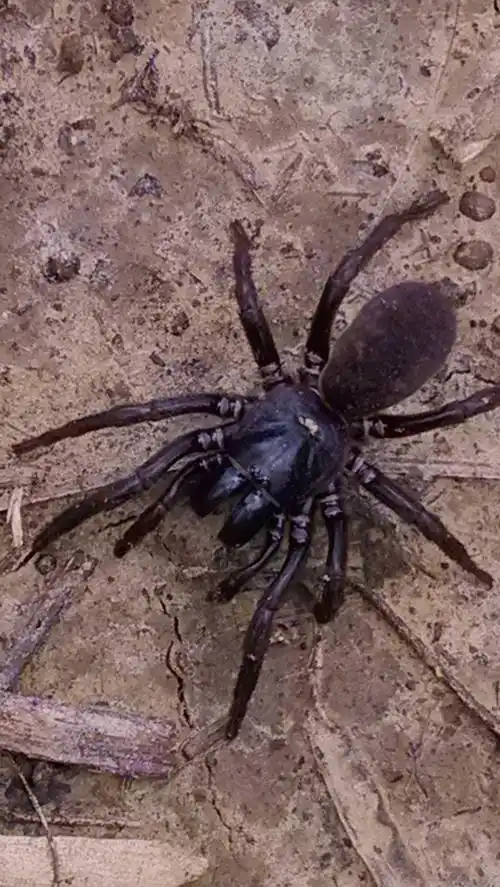 世界上毒性最强的八种蜘蛛,见到了得绕着走,排名第一的究竟是谁
