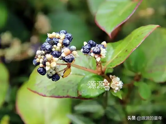 火炭母 在老家的一处角落里,小编发现了小时候最爱吃的野果,它的名字