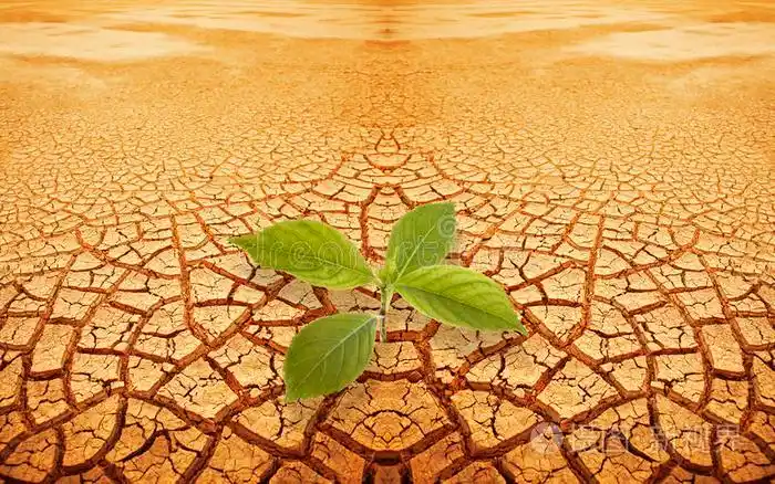 在干旱的土地上发芽照片-正版商用图片0jft6b-摄图新视界