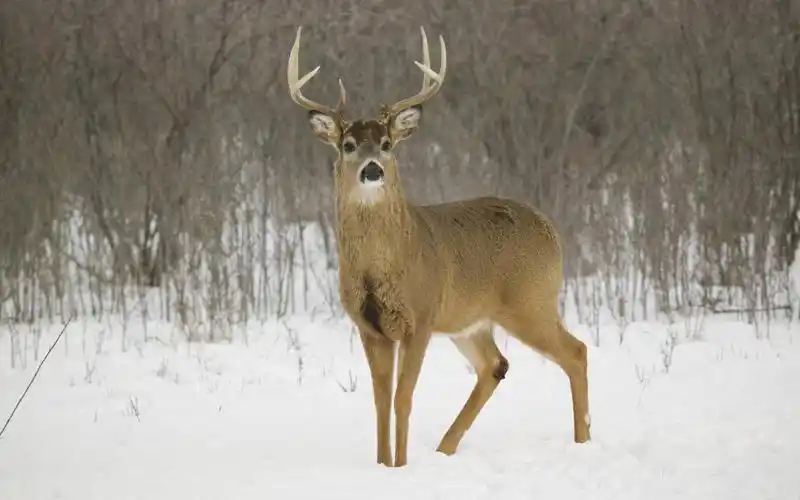 弓角羚羊的习性与特征
