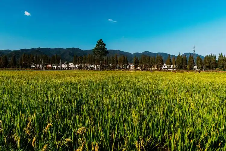 湖溪镇八里湾生态田园,人与自然和谐相处 - 摄影学徒期 - 图虫