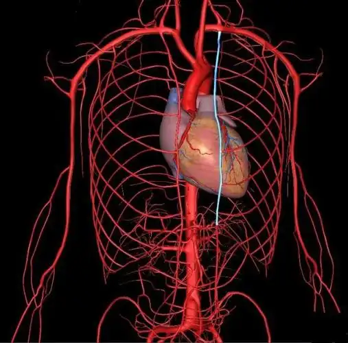 肺科视界:胸廓内动脉(乳内动脉)