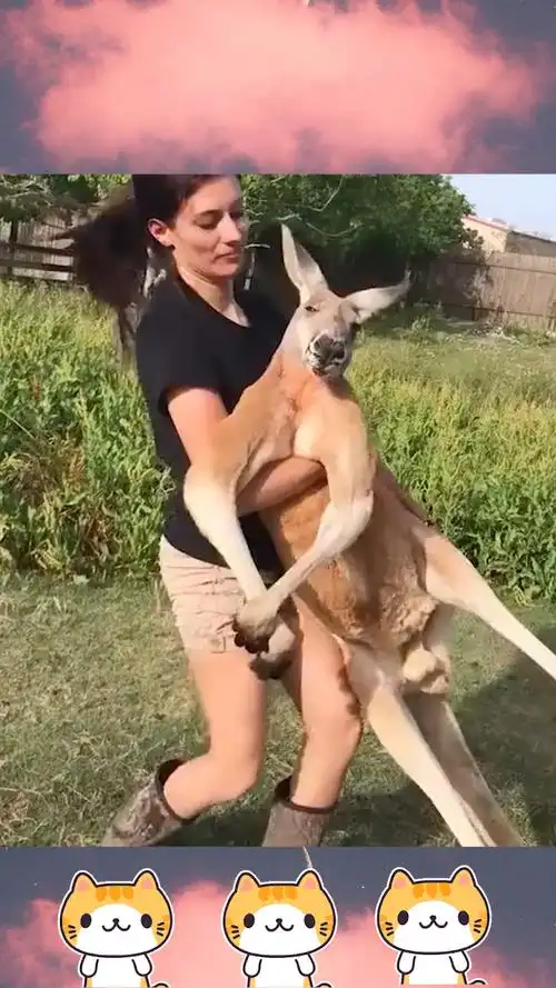 国外妹子强抱袋鼠下一秒袋鼠怒了准备战斗最后反转来得太快