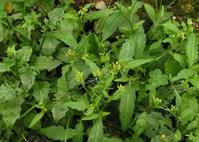 子,野油菜,干油菜,山芥菜,地豇豆来源:十字花科蔳菜属植物蔳菜rorippa