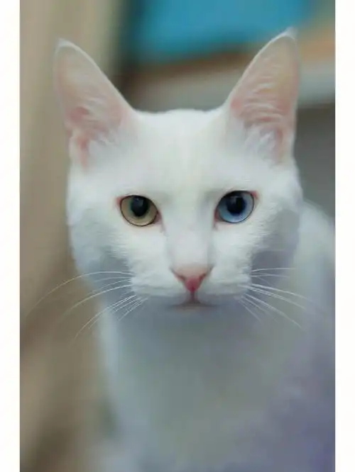 异瞳白猫  #异瞳猫  #纯白异瞳狮子猫
