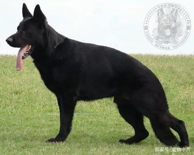黑狼狗图片及品种