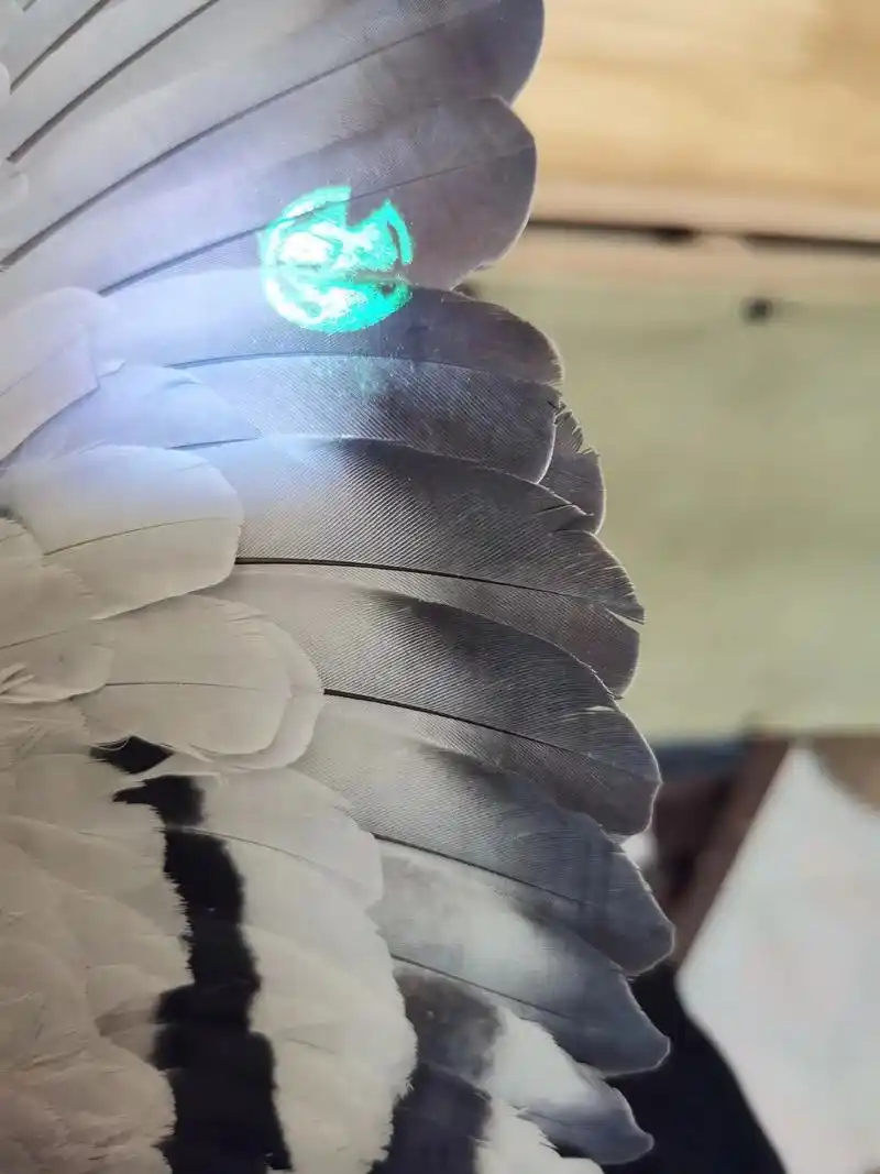 开创者院外2000元特比环 - 抖音