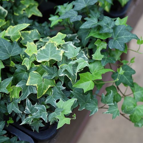 常春藤盆栽蝴蝶藤蔓植物四季常绿甲醛室内吊兰绿植