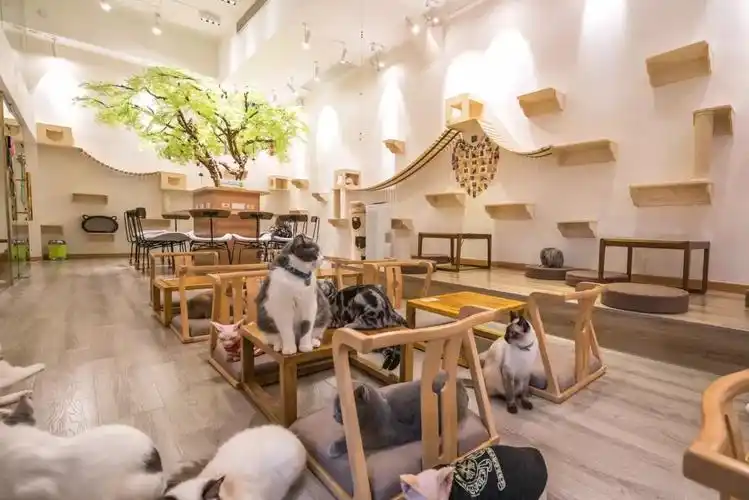 魔都这家猫咪咖啡馆40多只猫咪任你撸