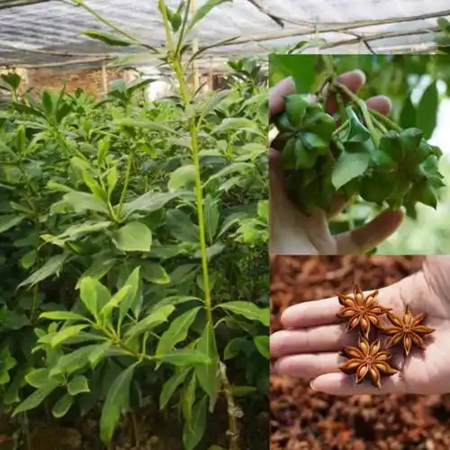 八角树苗嫁接八角苗茴香大料大红八角苗带叶带泥营养杯发货