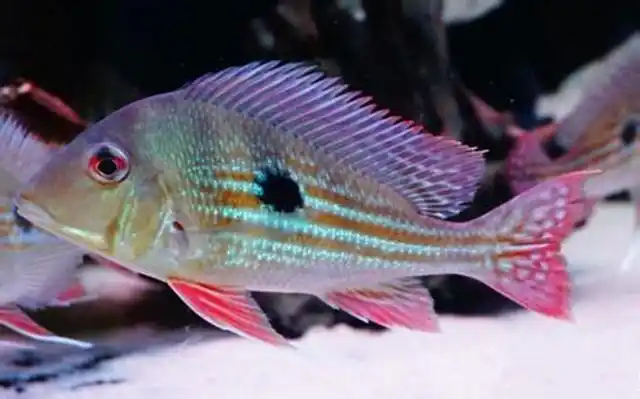 关刀鱼为什么容易死?