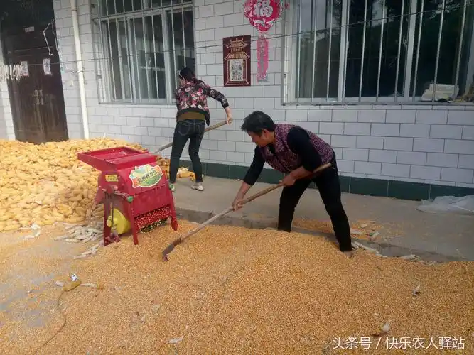 城里媳妇回乡下帮婆婆干活,不怕脏不怕累,让人刮目相看