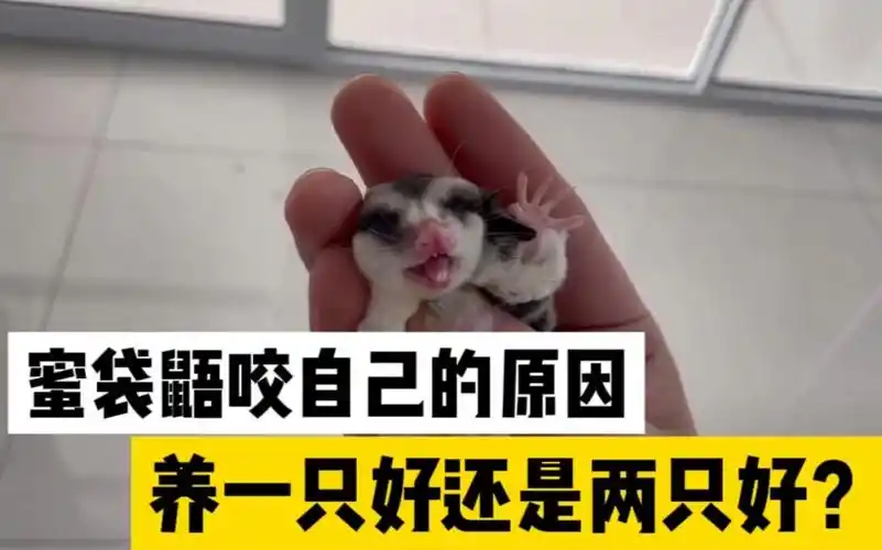 蜜袋鼯咬自己的原因,蜜袋鼯为什么会发生自残行为,遇到咬人,自残问题