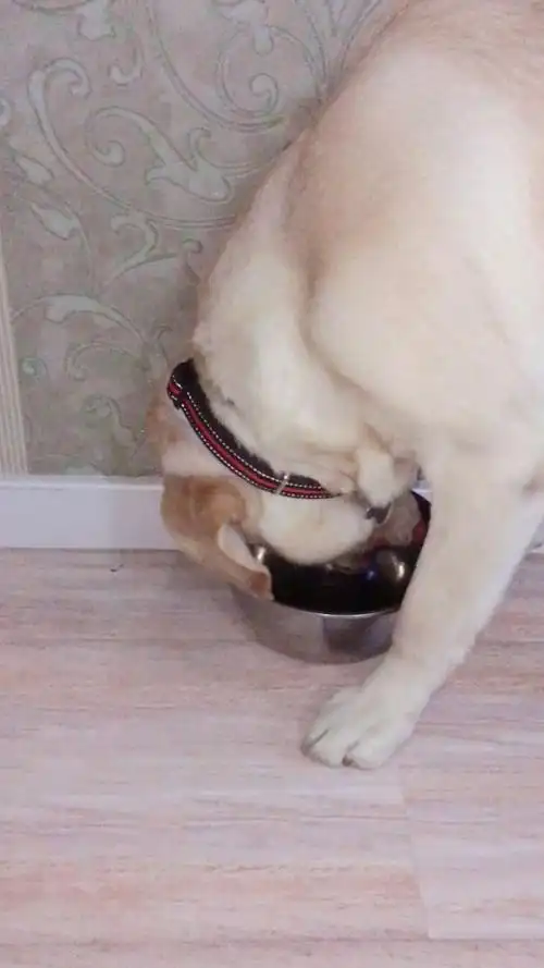 拉布拉多,吃得多,拉的多,碗边边都要舔干净.另一个还在慢慢舔着吃.