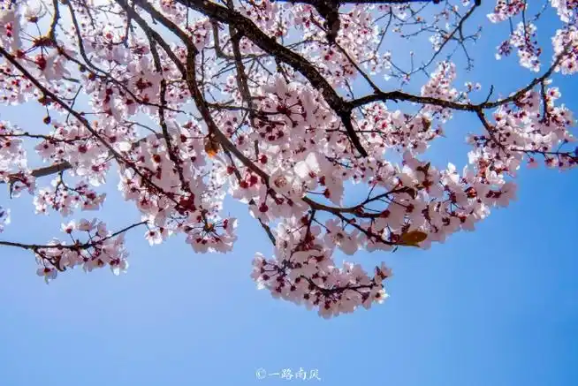 拉萨是中国海拔最高的省会级城市,也是名副其实的"日光之城".