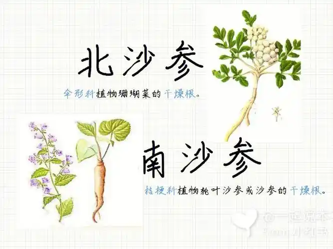每日一味药北沙参南沙参