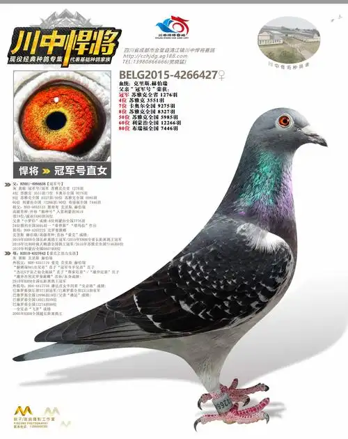 冠军号直女_川中悍将赛鸽-中信网爱鸽商城