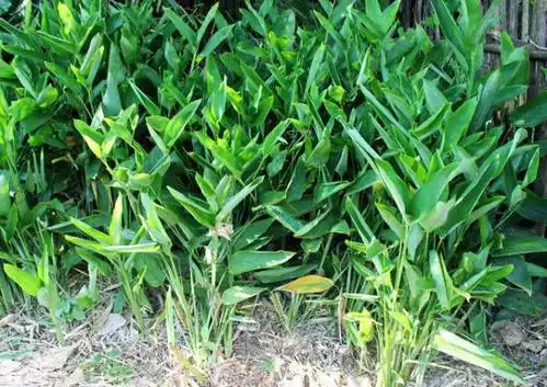 冬粉薯你吃过吗?