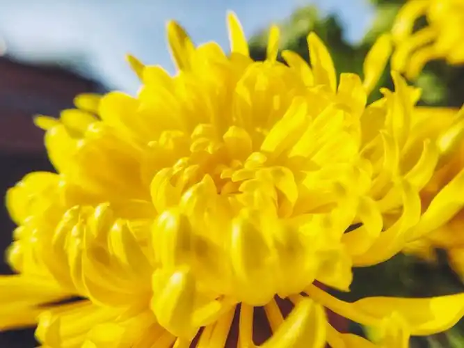 【x23】一枝菊花出墙来