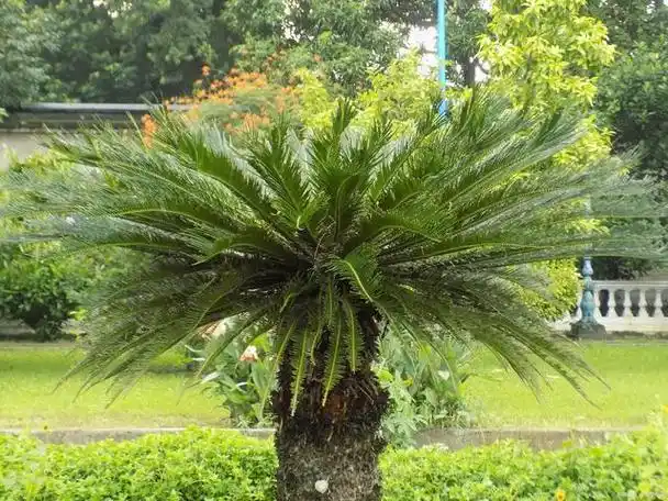 铁树怎么修剪才好