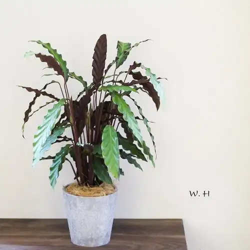 本木庐舍丨波浪竹芋植物盆栽浪星竹芋叶片如浪 可水培 室内耐阴