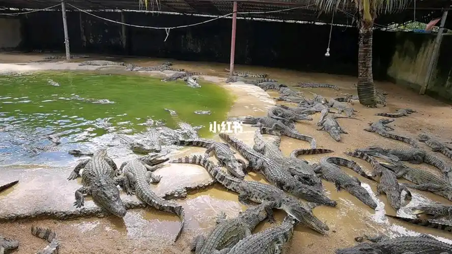 鳄鱼谷2岁而已就凶巴巴的