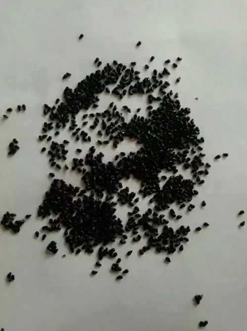 见证火龙果籽能不能长成小肉球