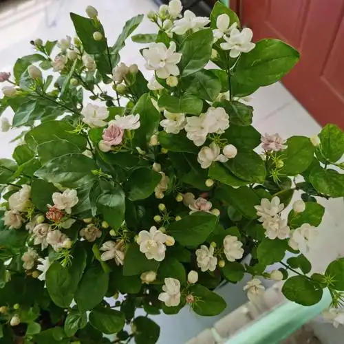 我有两盆茉莉花她们好像并不相通