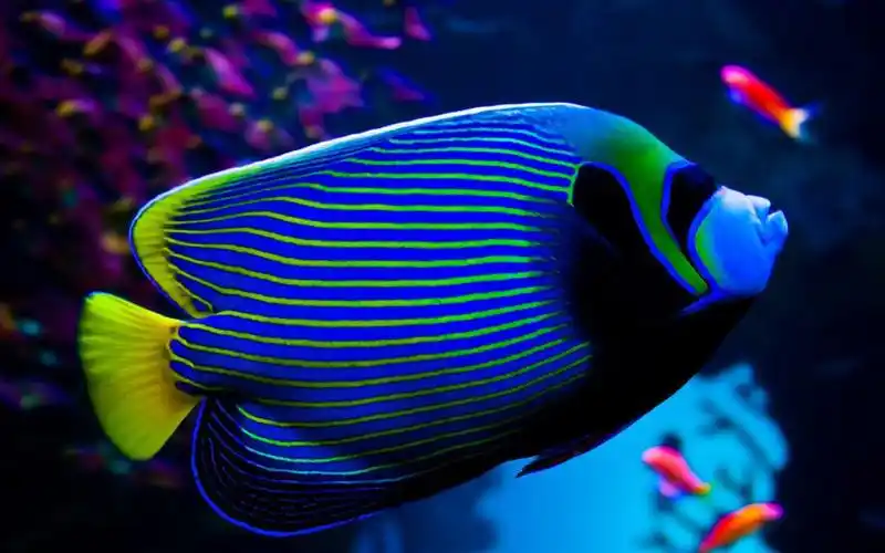 清新多彩热带鱼壁纸_超可爱的多彩小鱼