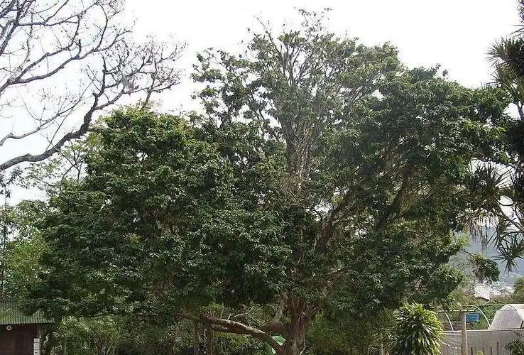 葡萄牙的世界霸权:一个比郑和船队小十倍的舰队是如何征服全球的