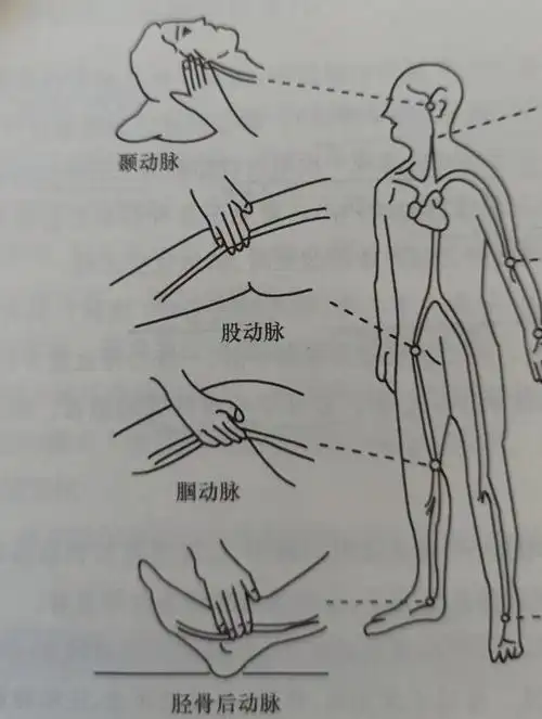 上一篇我们说了胳膊测血压的准确方法,接下来我们了解一下下肢测血压