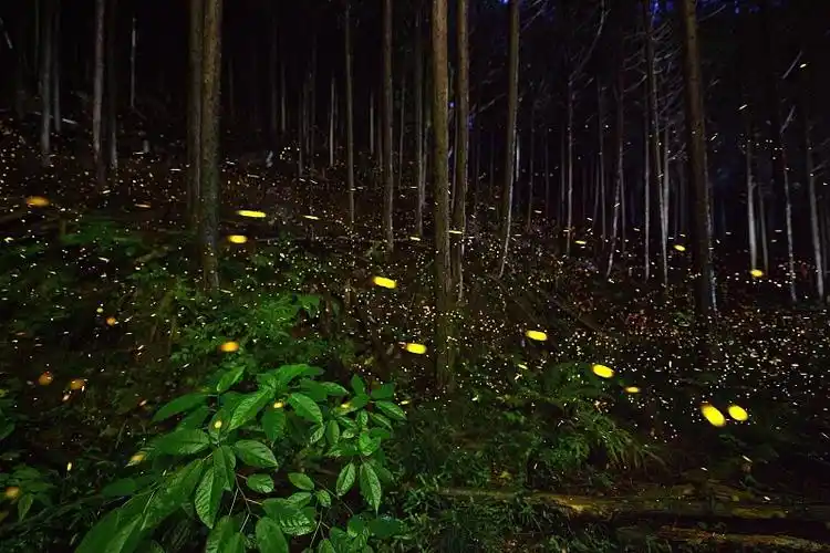 萤火虫和蝉这两种小生灵在王沂孙的词中意象唯美读来美不胜收