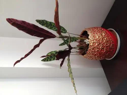 猫眼竹芋开花吗