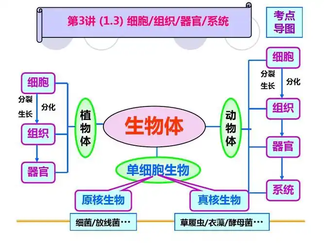 2015浙江中考衢州科学一轮复习第3讲 细胞 组织 器官 系统(共13张ppt)