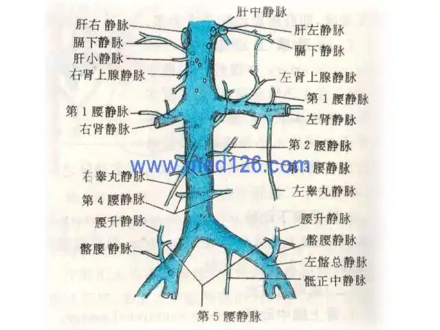 腹主动脉解剖学彩色图谱/腹主动脉解剖图谱图片