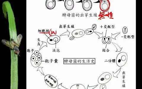 10402 4 05真菌的繁殖 酵母菌一廉