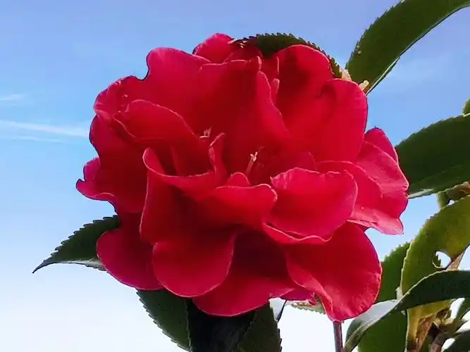 掌中调丹砂,染此鹤顶红.   何须夸落墨,独赏江南工.