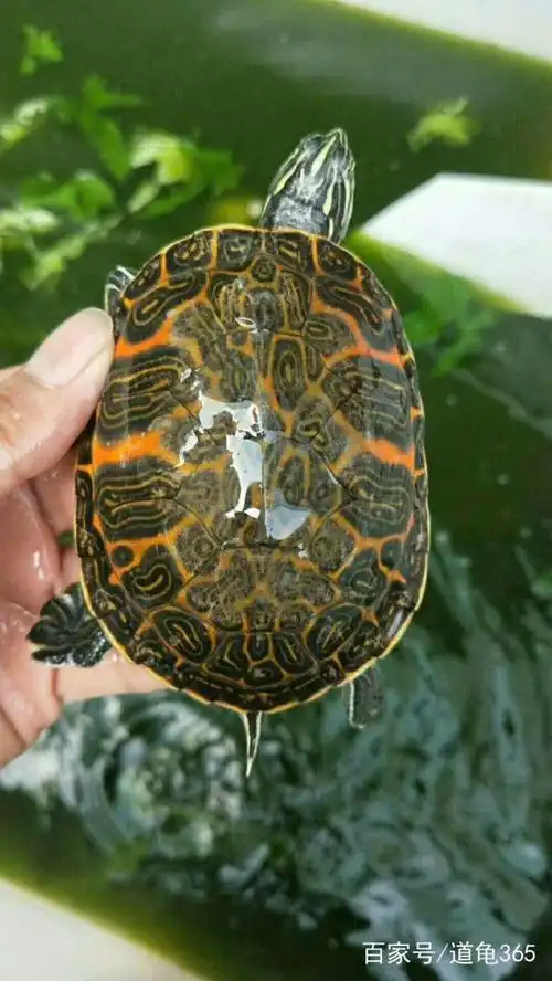 今天讲一讲可以发色的龟—火焰龟,玩家挺多的
