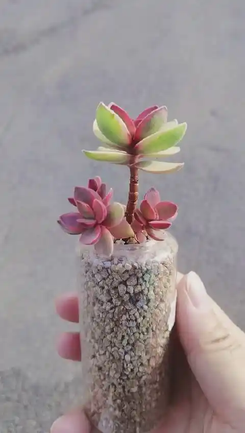 朝霞锦##多肉##多肉植物##随手拍#长不大的果三岁的微博视频202-55
