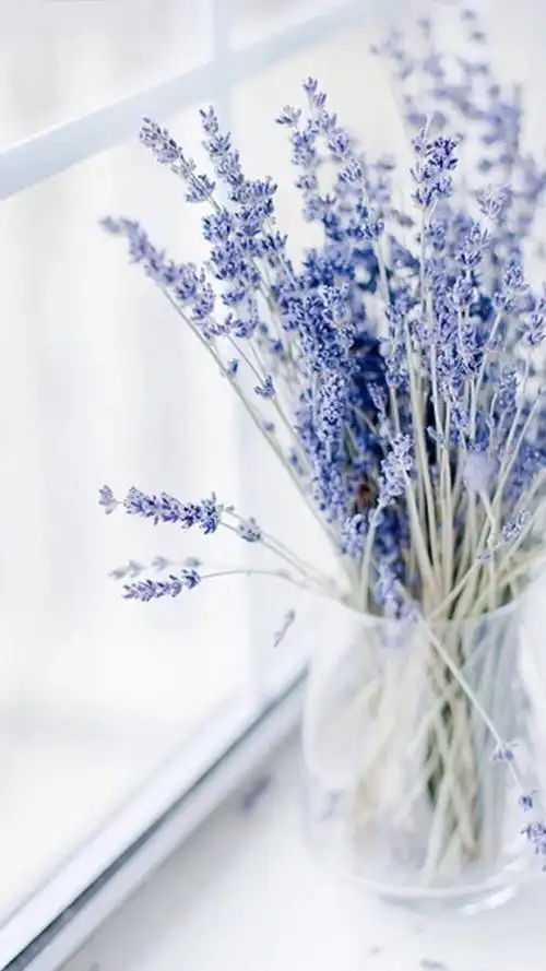 薰衣草 - 堆糖,美图壁纸兴趣社区