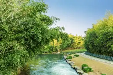杭州植物园竹园竹林小溪
