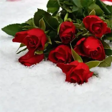 一支红玫瑰头像
