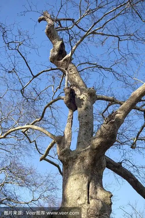 意大利罗马的一棵空心梧桐树