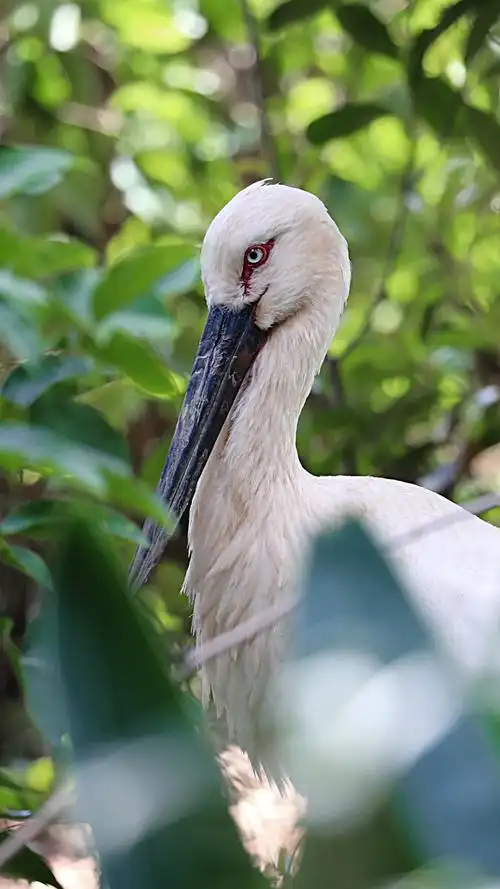 高温夏天动物园中动物表情拍摄于昆明野生动物园