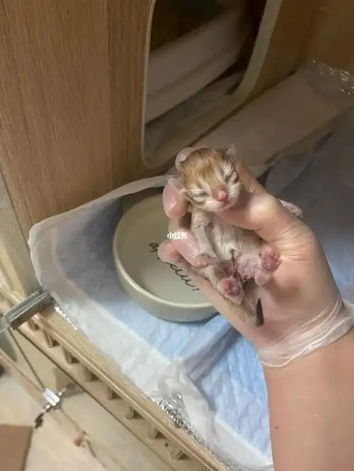 刚出生的小屁孩(日本金渐层)