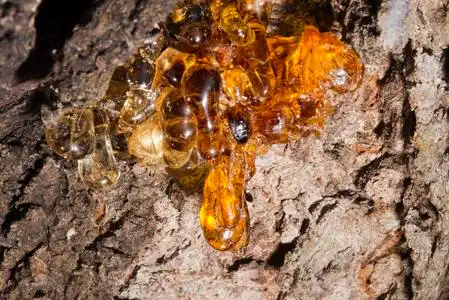 天然琥珀树脂照片