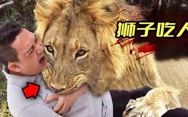 真实故事:两头狮子先后吃掉153人,堪称史上最强食人兽