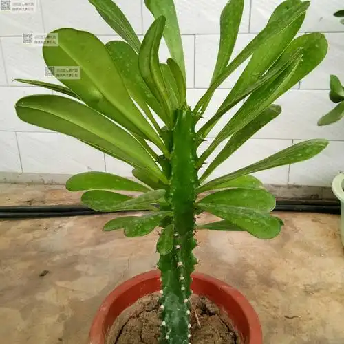 霸王鞭 龙骨盆栽仙人柱 量天尺植物