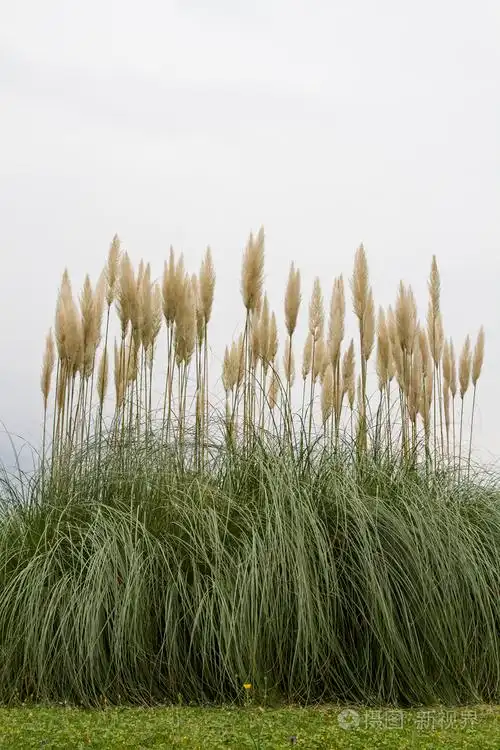 蒲苇蒲苇